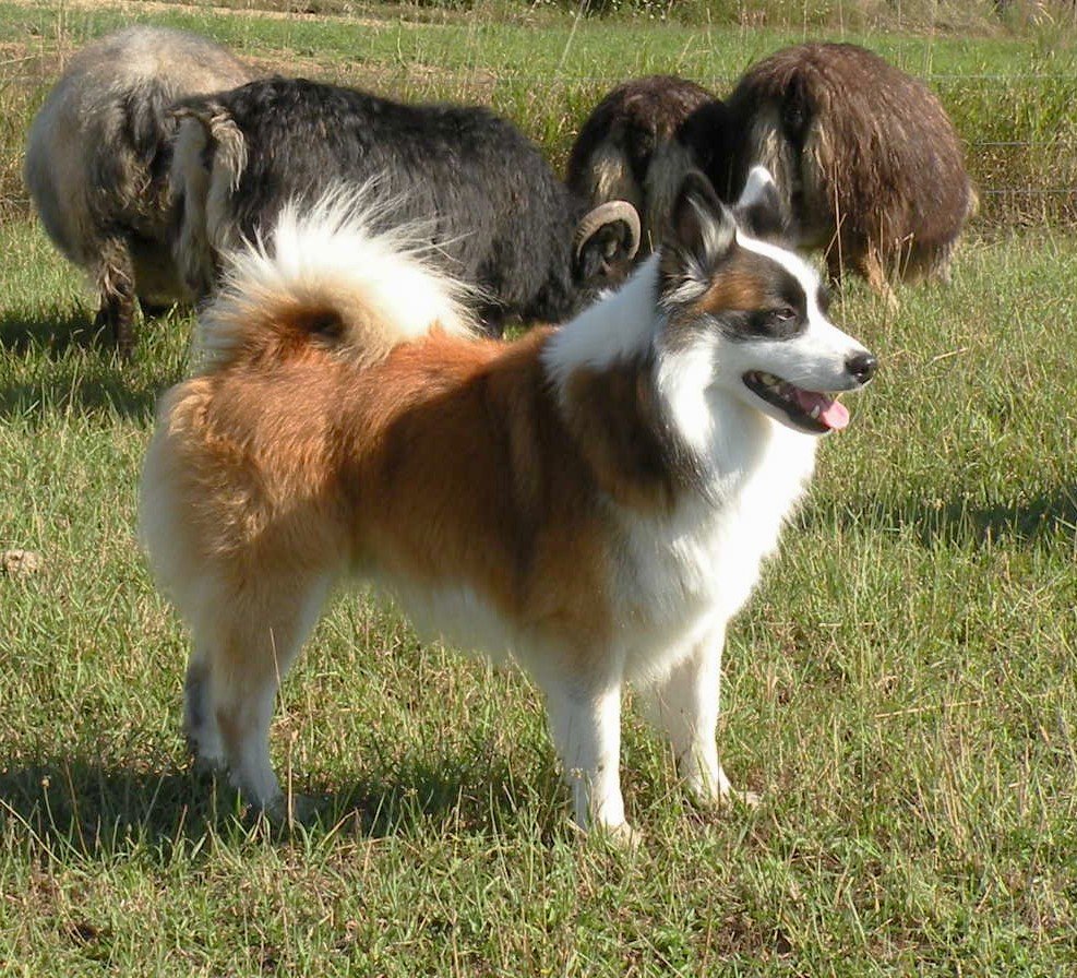 Our Dogs — Crossbreeze Farm